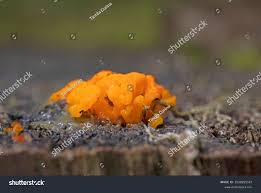 Attēlu rezultāti vaicājumam “Dacrymyces chrysospermus spores”