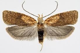 Attēlu rezultāti vaicājumam “Agonopterix hypericella”