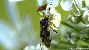 Attēlu rezultāti vaicājumam “Orthops basalis”