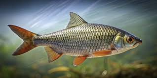 Image result for Rutilus rutilus