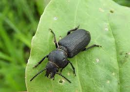 Attēlu rezultāti vaicājumam “Spondylis buprestoides”