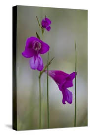 Attēlu rezultāti vaicājumam “Gladiolus imbricatus flower”