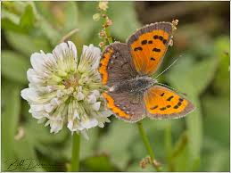 Attēlu rezultāti vaicājumam “Lycaena phlaeas”