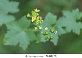 Attēlu rezultāti vaicājumam “Bryonia alba bud”