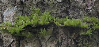 Attēlu rezultāti vaicājumam “Neckera complanata sporophyte”