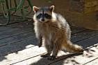 racoon | Great Neck