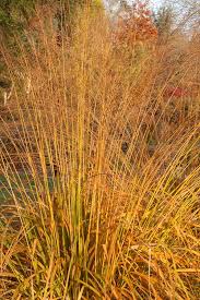 Attēlu rezultāti vaicājumam “Molinia caerulea fruit”