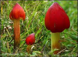 Attēlu rezultāti vaicājumam “Hygrocybe pseudoconica”