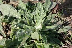 Attēlu rezultāti vaicājumam “Centaurea scabiosa leaf”