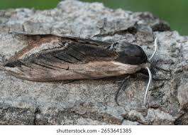 Attēlu rezultāti vaicājumam “Craniophora ligustri larva”