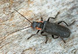 Attēlu rezultāti vaicājumam “Cantharis obscura”