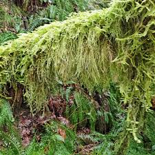 Attēlu rezultāti vaicājumam “Isothecium alopecuroides”