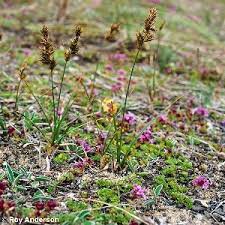 Attēlu rezultāti vaicājumam “Carex arenaria”