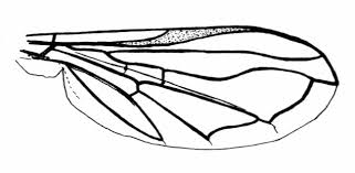 Attēlu rezultāti vaicājumam “Eupeodes nielseni”
