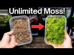 Attēlu rezultāti vaicājumam “moss”