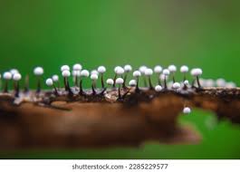 Attēlu rezultāti vaicājumam “Physarum leucophaeum stalked”