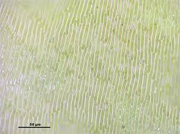 Attēlu rezultāti vaicājumam “Campylium protensum”