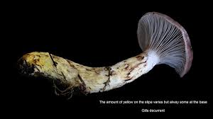 Attēlu rezultāti vaicājumam “Gomphidius glutinosus”