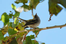 Image result for Dendroica pensylvanica