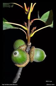 Attēlu rezultāti vaicājumam “Quercus rubra fruit”