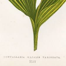 Attēlu rezultāti vaicājumam “Convallaria majalis leaf”