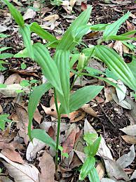 Attēlu rezultāti vaicājumam “Diderma globosum sessile”