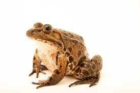 Attēlu rezultāti vaicājumam “Pelophylax”