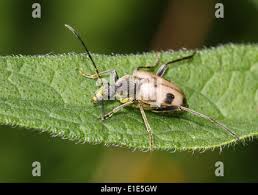 Attēlu rezultāti vaicājumam “Pachyta quadrimaculata”