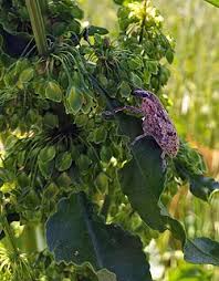 Attēlu rezultāti vaicājumam “Lycaeniinae”