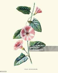 Attēlu rezultāti vaicājumam “Convolvulus arvensis flower”