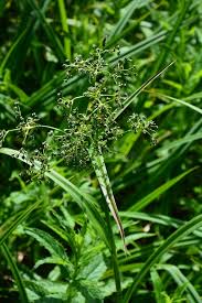 Attēlu rezultāti vaicājumam “Scirpus sylvaticus flower”