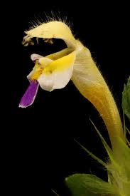 Attēlu rezultāti vaicājumam “Galeopsis speciosa flower”