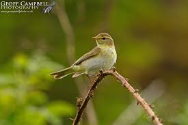 Attēlu rezultāti vaicājumam “Phylloscopus trochilus nest”