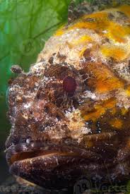 Image result for Scorpaena porcus