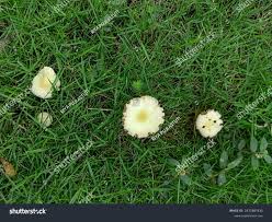 Attēlu rezultāti vaicājumam “Lepiota clypeolaria”