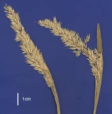 Attēlu rezultāti vaicājumam “Holcus mollis”