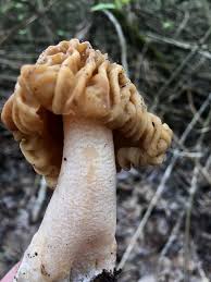 Attēlu rezultāti vaicājumam “Verpa bohemica”