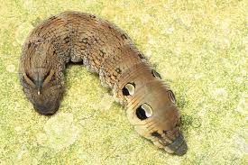 Image result for hawk moth