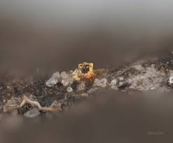 Attēlu rezultāti vaicājumam “Craterium aureum spores”