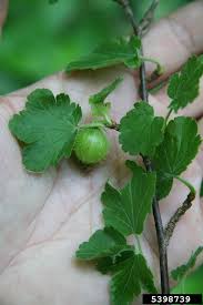 Attēlu rezultāti vaicājumam “Ribes uva-crispa fruit”