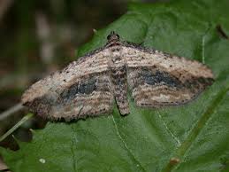 Attēlu rezultāti vaicājumam “Horisme vitalbata”