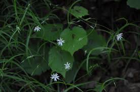 Attēlu rezultāti vaicājumam “Stellaria palustris”