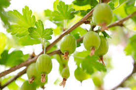 Attēlu rezultāti vaicājumam “Ribes uva-crispa fruit”