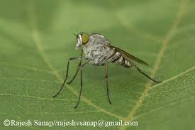 Attēlu rezultāti vaicājumam “Therevidae”