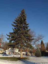 Attēlu rezultāti vaicājumam “Picea pungens”