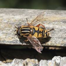 Attēlu rezultāti vaicājumam “Helophilus sp.”