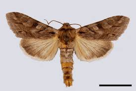 Attēlu rezultāti vaicājumam “Cucullia fraudatrix”