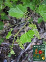 Attēlu rezultāti vaicājumam “Vitaceae”