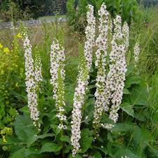 Image result for Verbascum nigrum