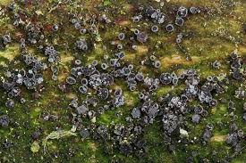 Attēlu rezultāti vaicājumam “Hyphodiscus hymeniophilus”